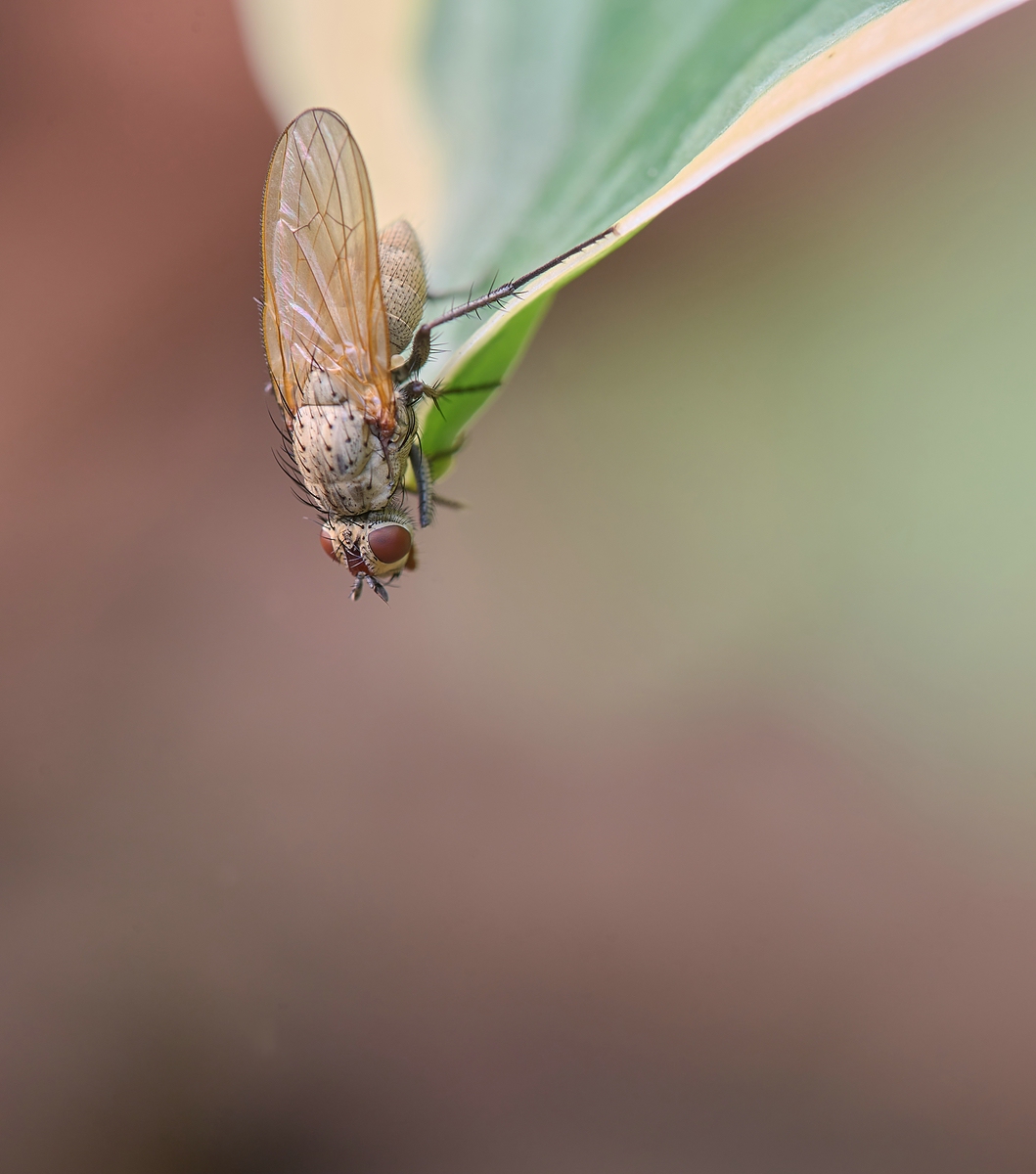 DSC03246Brachfliege.comp.jpg