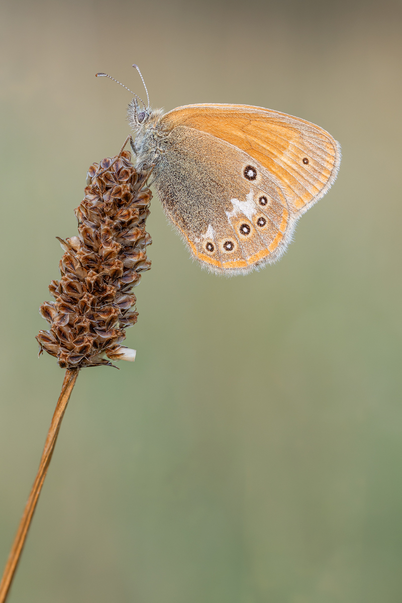 Rotbraunes Wiesenvögelchen (Coenonympha glycerion)_2023-07-21-10-49-57-(B,R8,S5)_28ger.jpg