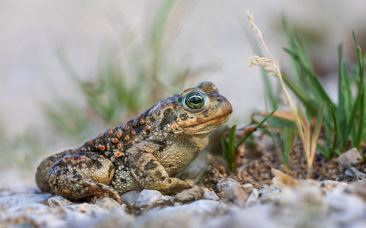 Kreuzkröte 1 MF. Kopie.jpg