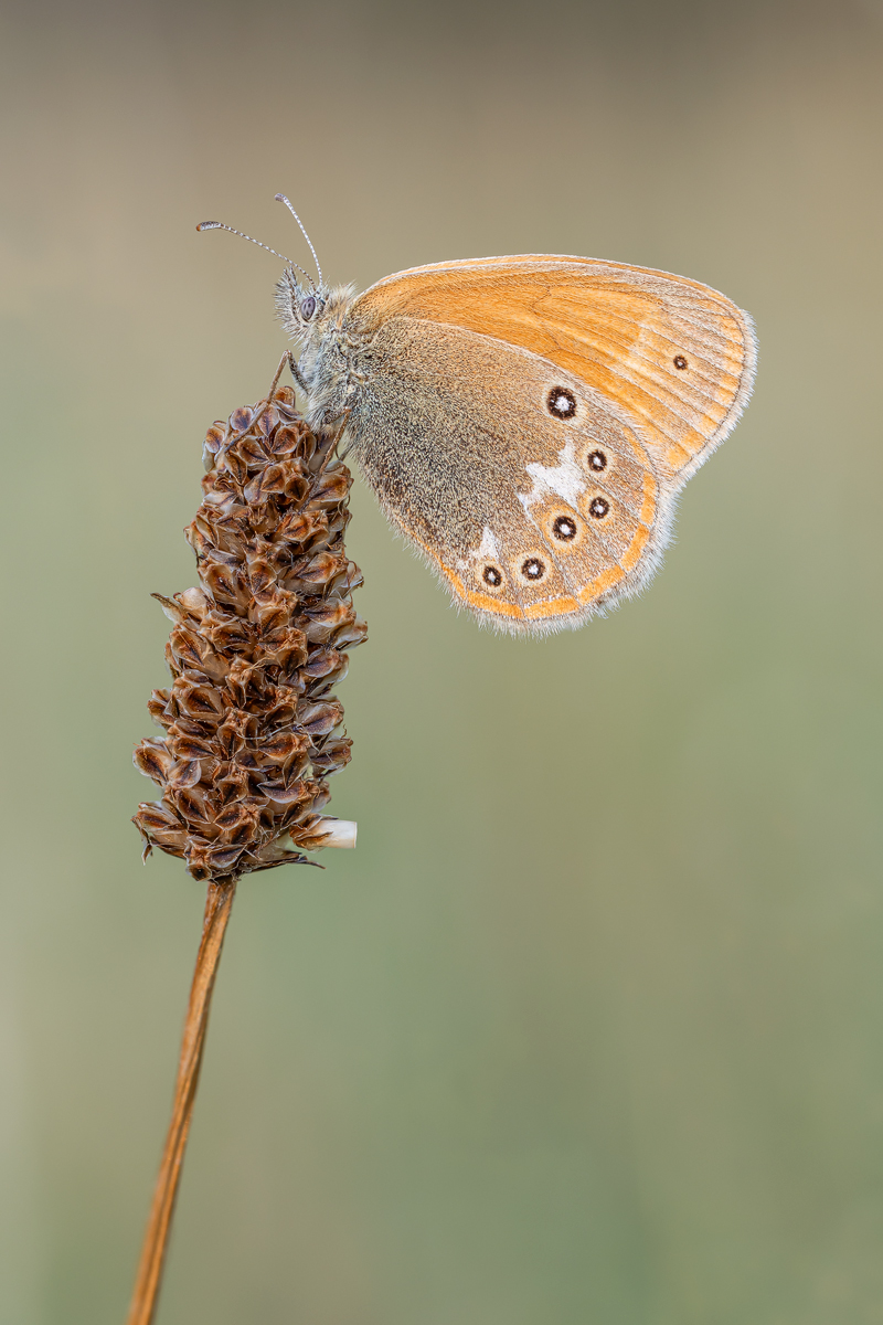 Rotbraunes-Wiesenvögelchen-(Coenonympha-glycerion)_2023-08-01-12-40-30-(B,R8,S5)_28ger.jpg