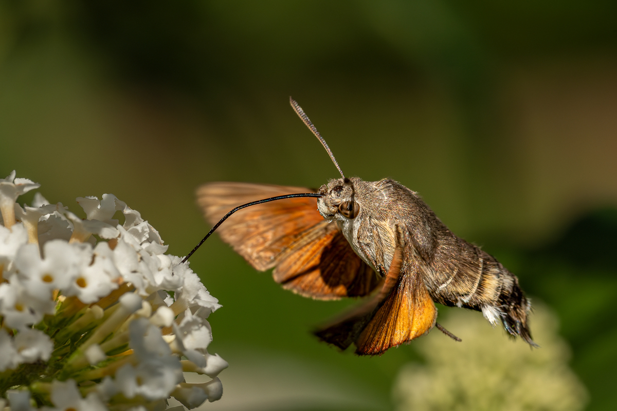Taubenschwänzchen 18 2023.jpg