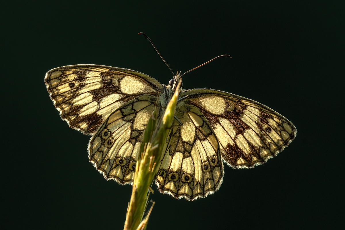 Schachbrettfalter 10 2023.jpg