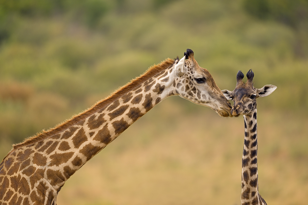 image__Matthias_Delle_giraffe_giraffen_giraffa_paarhufer_intimitaet_vertrauen_beziehung.jpg