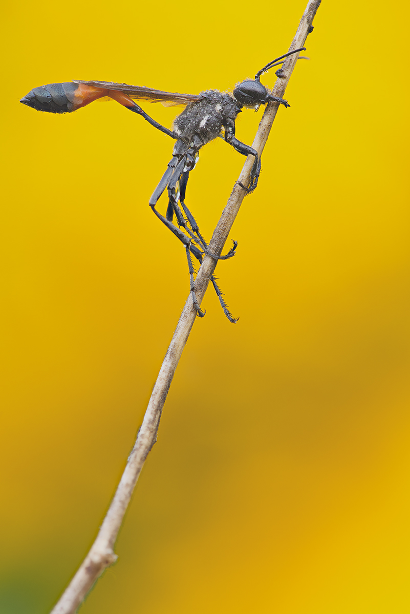 2023-08-27-05.56.43 ZS PMax-s-s.jpg