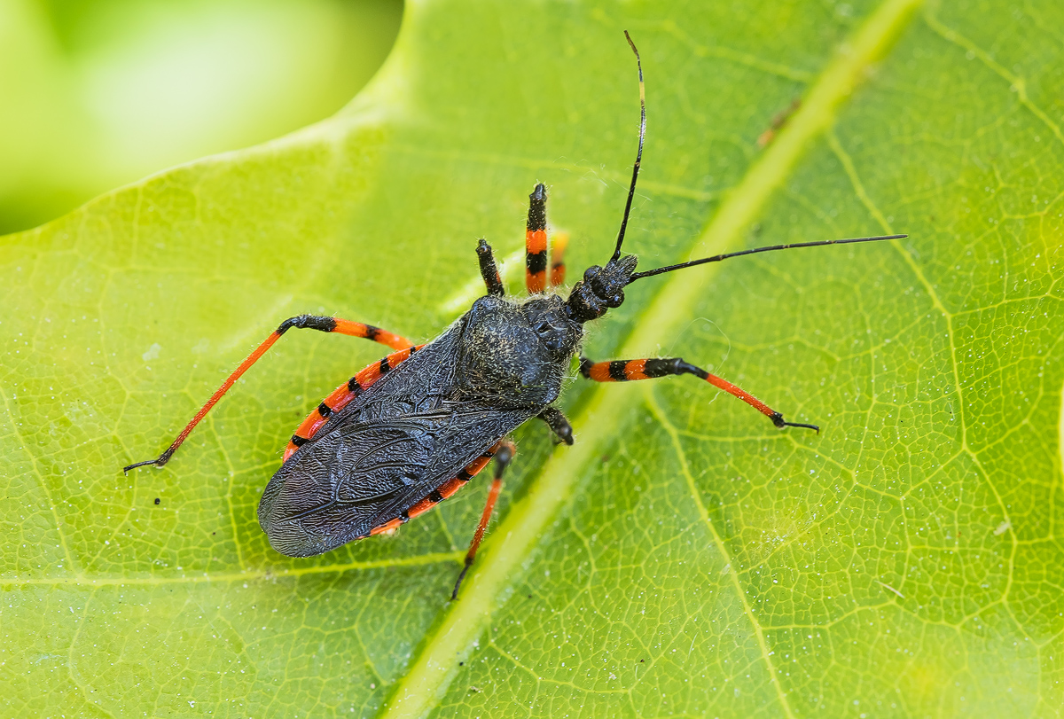 _MG_2677-Bearbeitet - Kopie.jpg