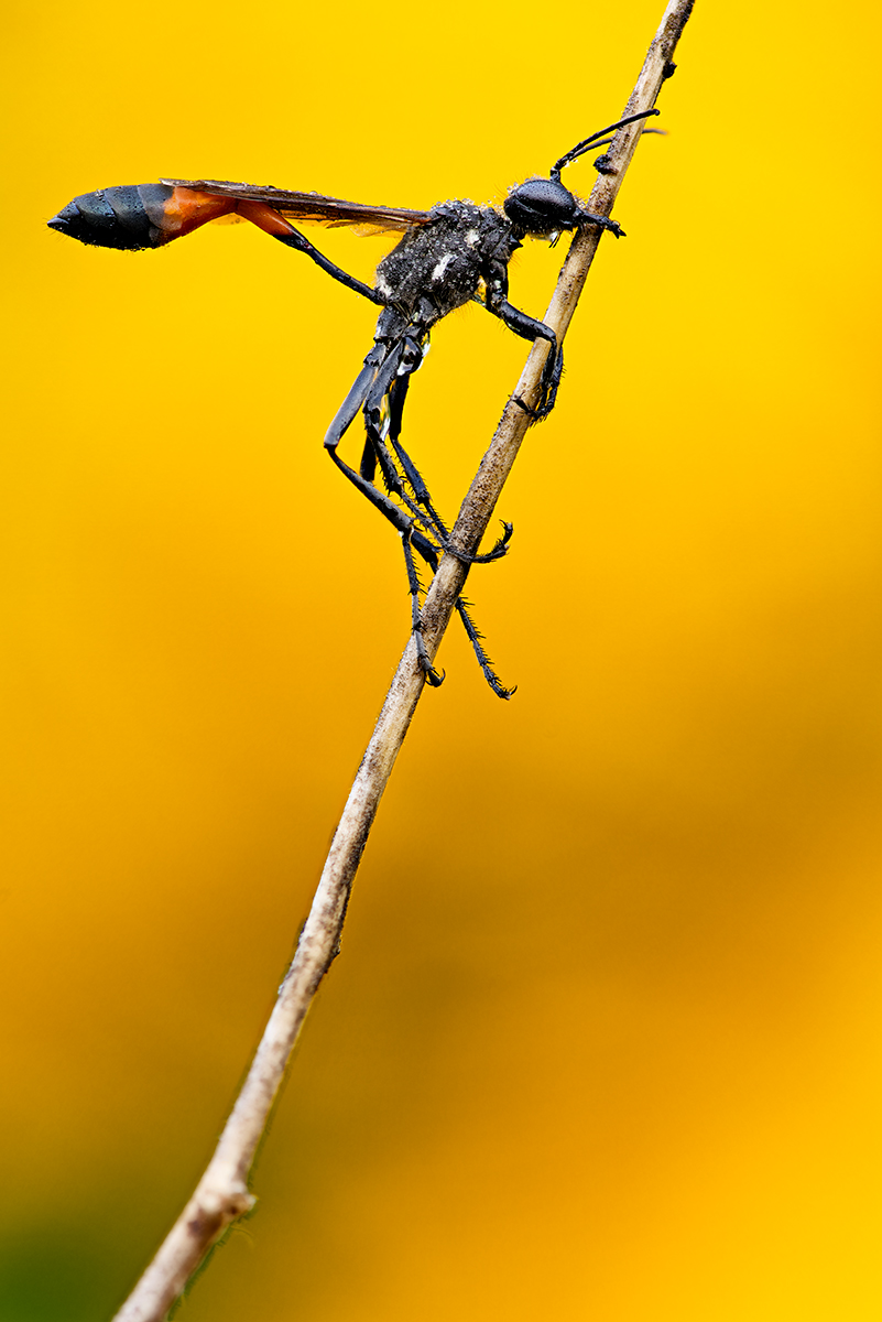 2023-08-28-05.30.49 ZS PMax2-dunkler.jpg
