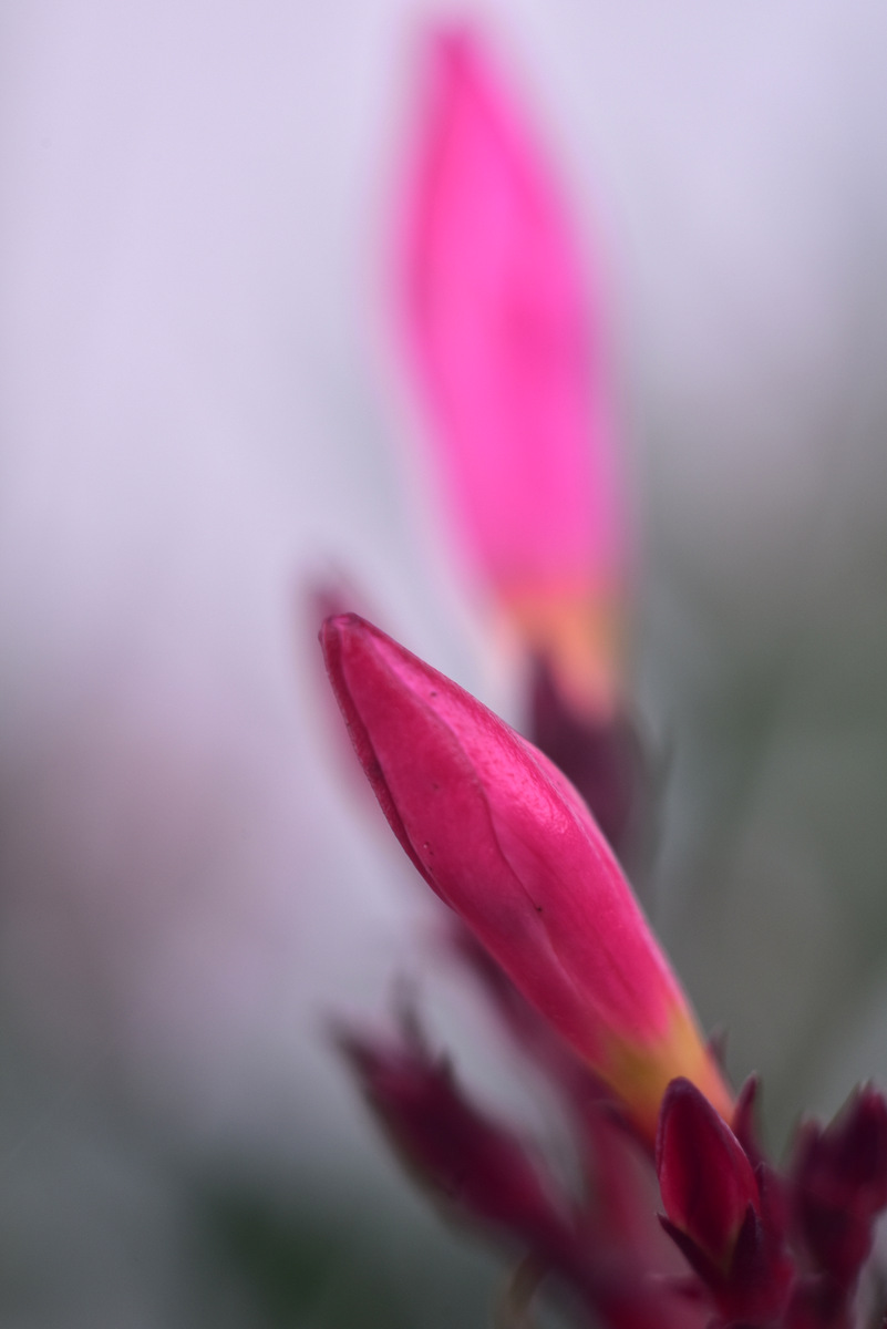 D81_6591.JPG