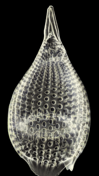 Radiolaria_200px.gif