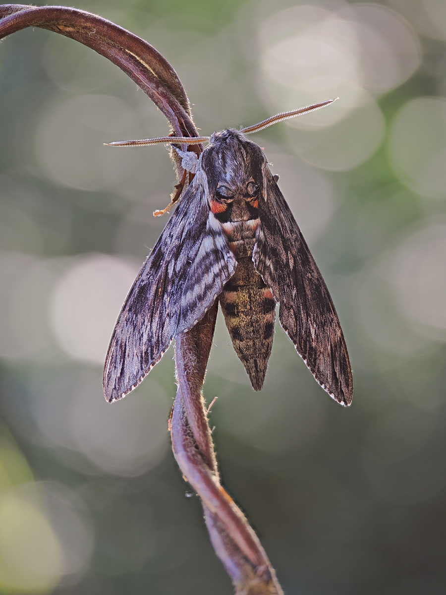 Agrius-convolvuli1-zom01612517_20---Kopie.jpg