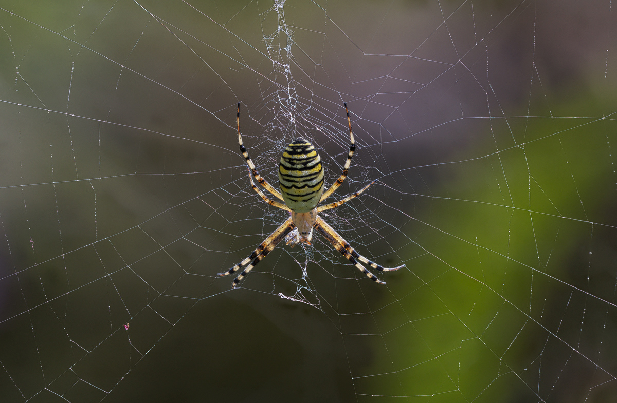 2023-07-29 21-57-57 (B,Radius8,Smoothing4)50-Bearbeitet - Kopie.jpg