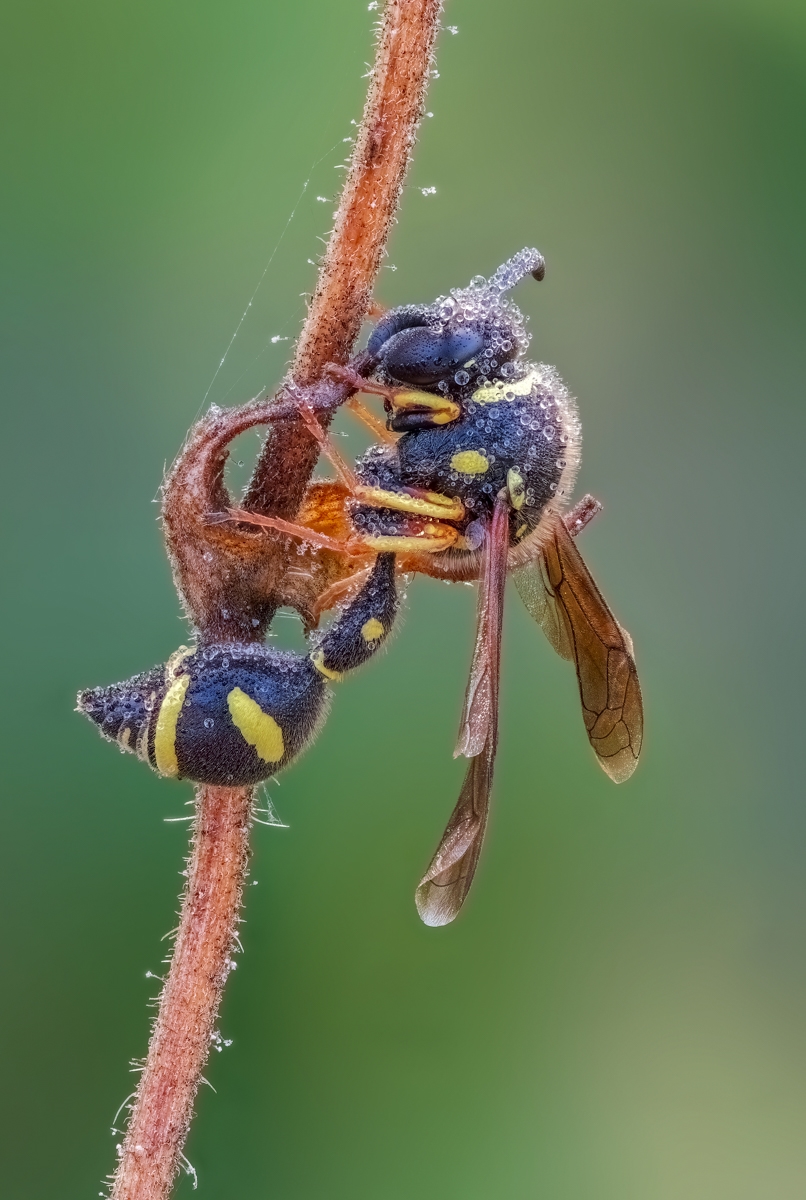 pillenwespe03.jpg