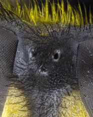 anim_185px.gif