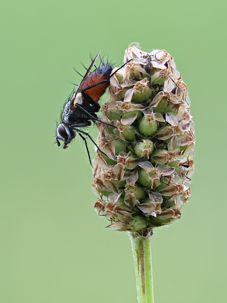 Eriothrix sp 01.jpg