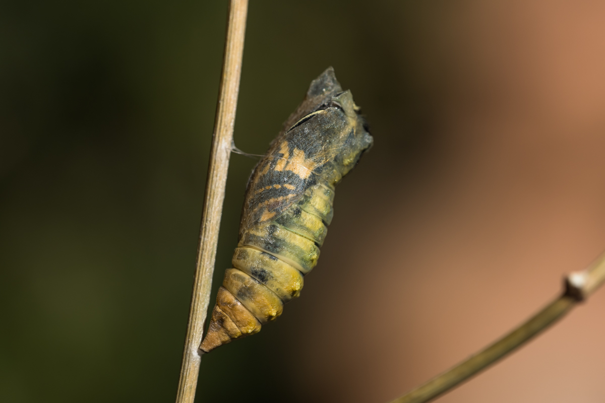 IMG_4931.jpg