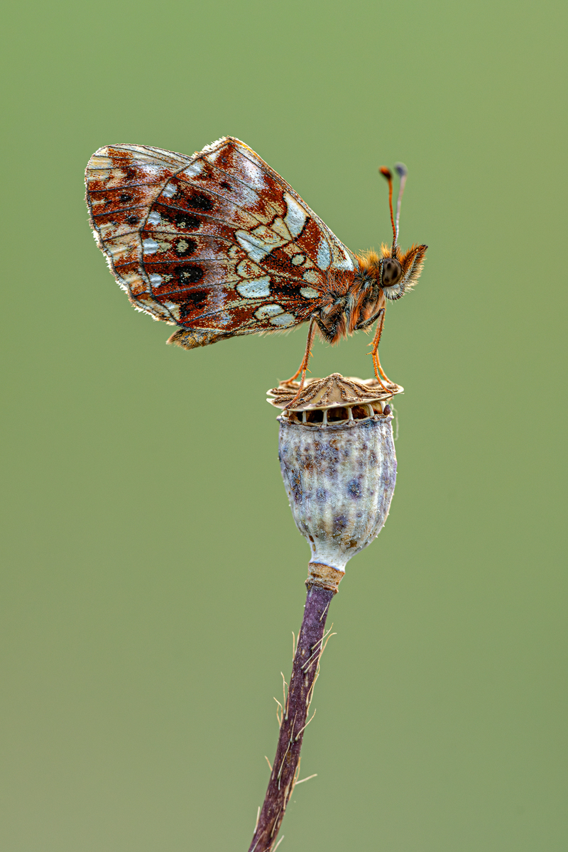 Magerrasen-Perlmuttfalter oder Hainveilchen-Perlmuttfalter (Boloria dia) 5a 2023.jpg