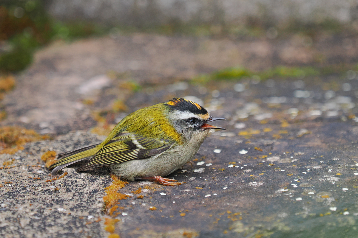 Regulus-ignicapilla-01604262---Kopie.jpg