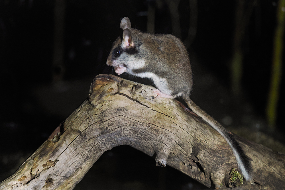 Eliomys-quercinus-01588953.jpg