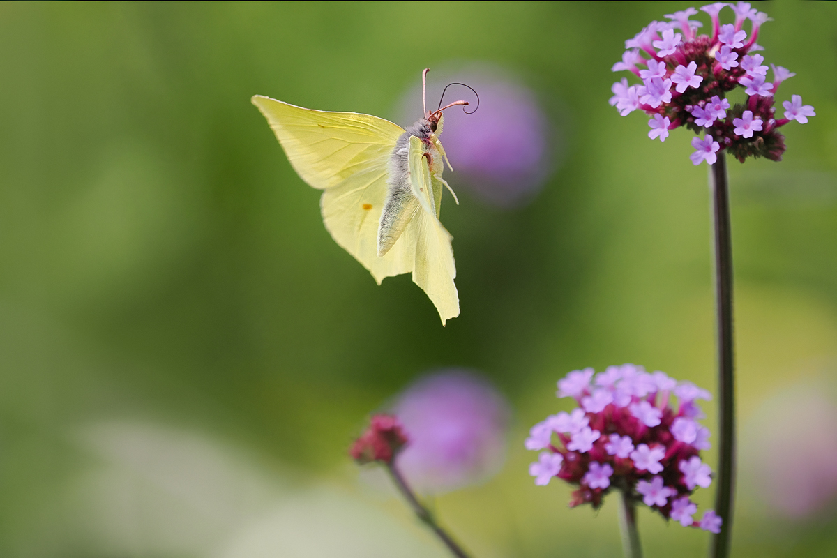 Gonepteryx-rhamni-P8124889---Kopie.jpg