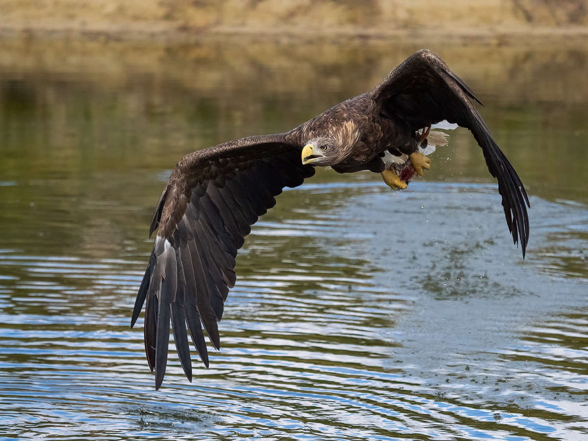 Seeadler1.jpg