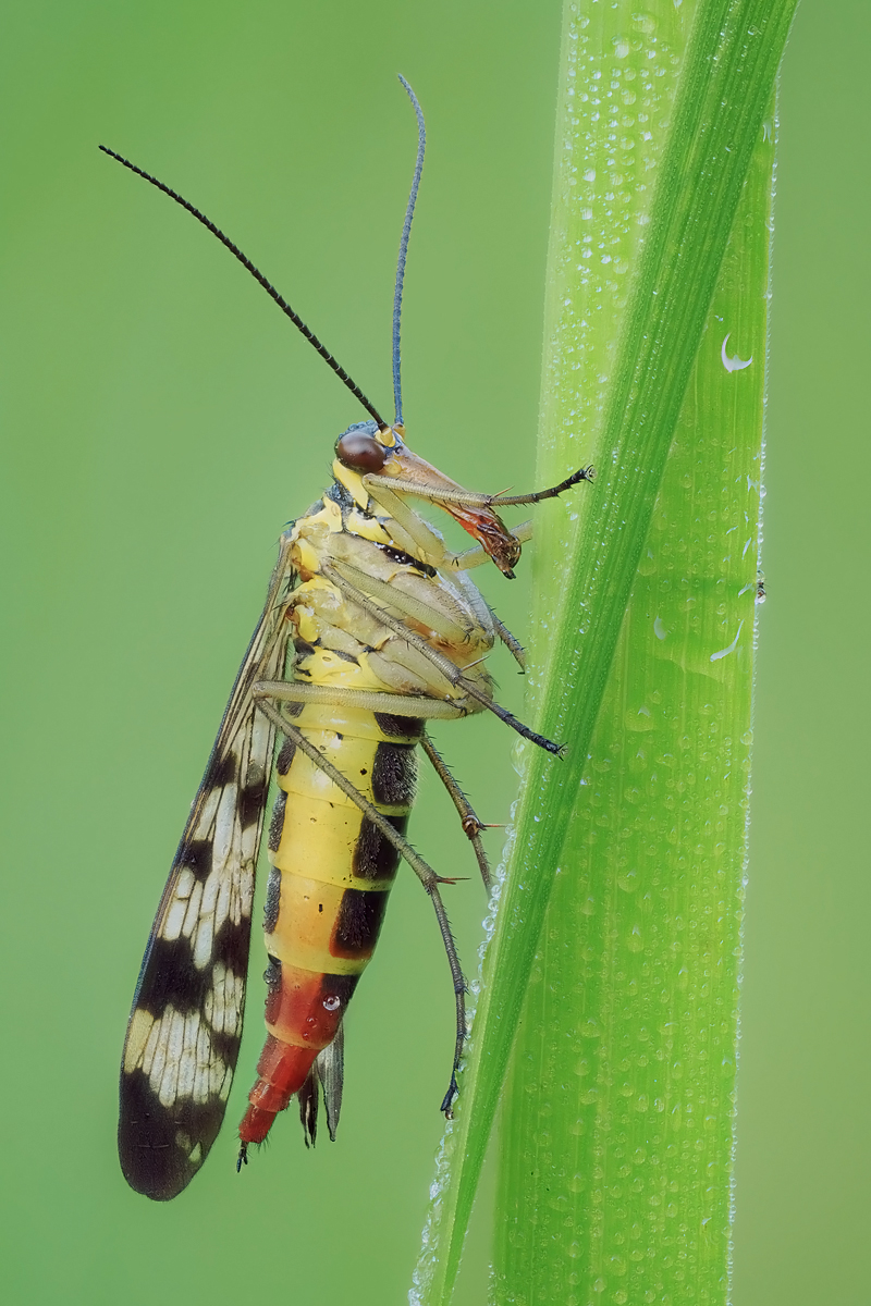 skofli-stack-109581-670.jpg