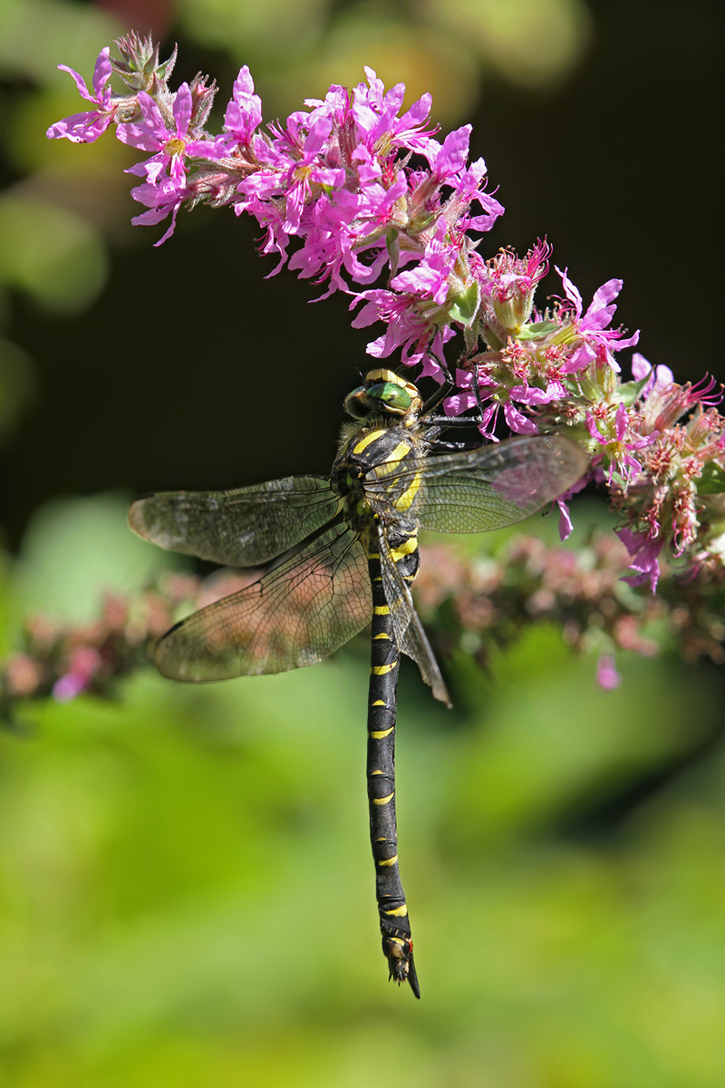 Cordulegaster boltonii_f_IMG_5865_1200.jpg
