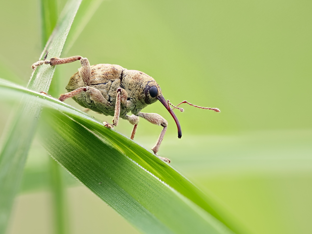 Curculio glandium 04.jpg