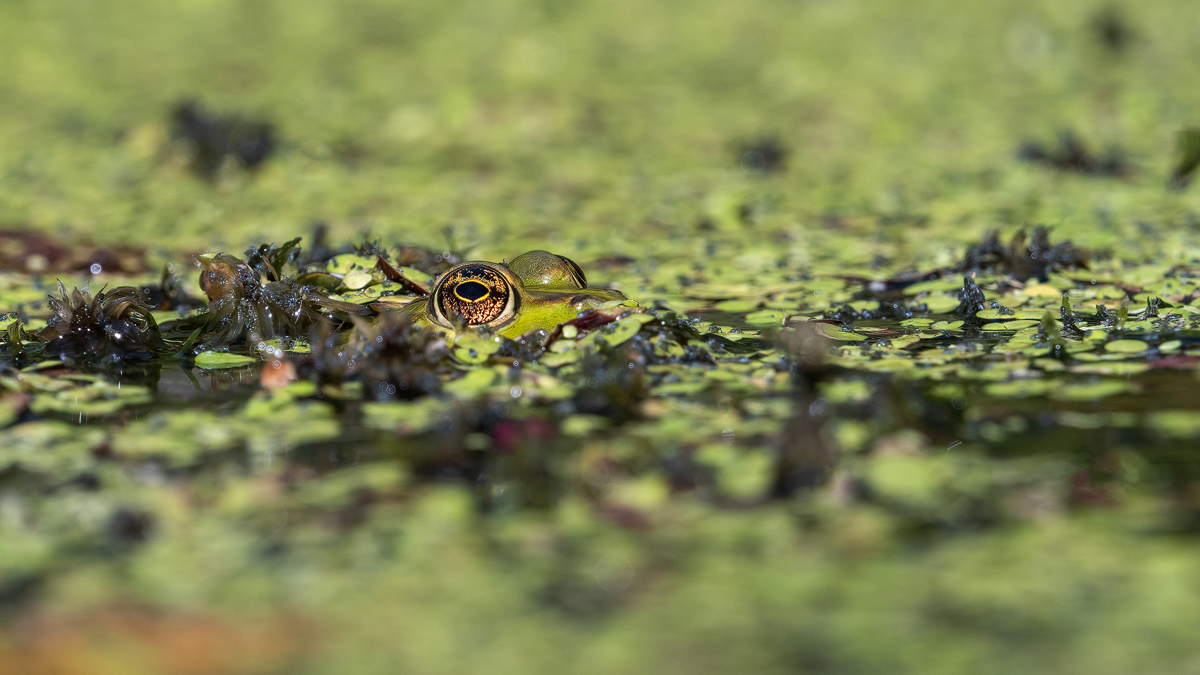 P9242436-Wasserfrosch-Bearbeitet-1-verkl.jpg