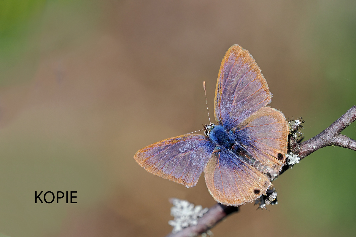 Lampides-boeticus1-zom01627940_8---Kopie.jpg
