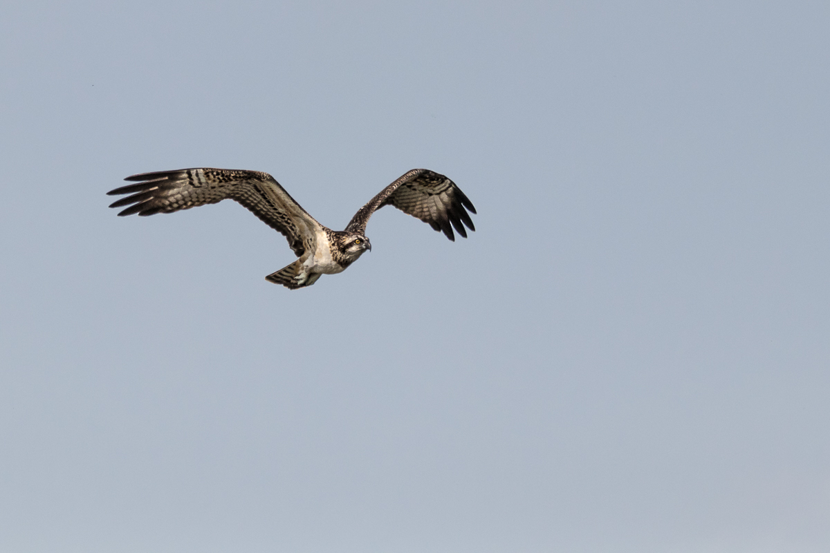 IMG_3644_ - Kopie.jpg