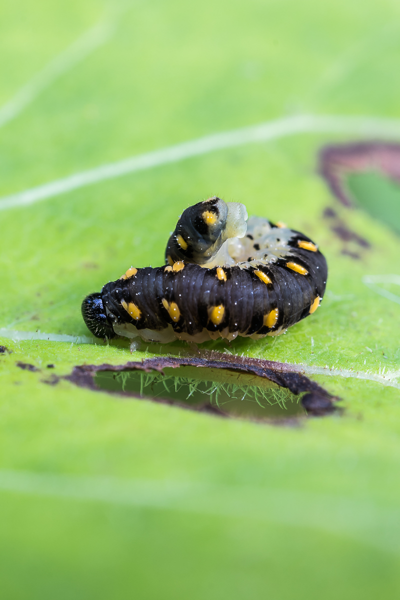 IMG_3427_Larve der Blattwespe Tenthredo marginella_ Kopie.jpg