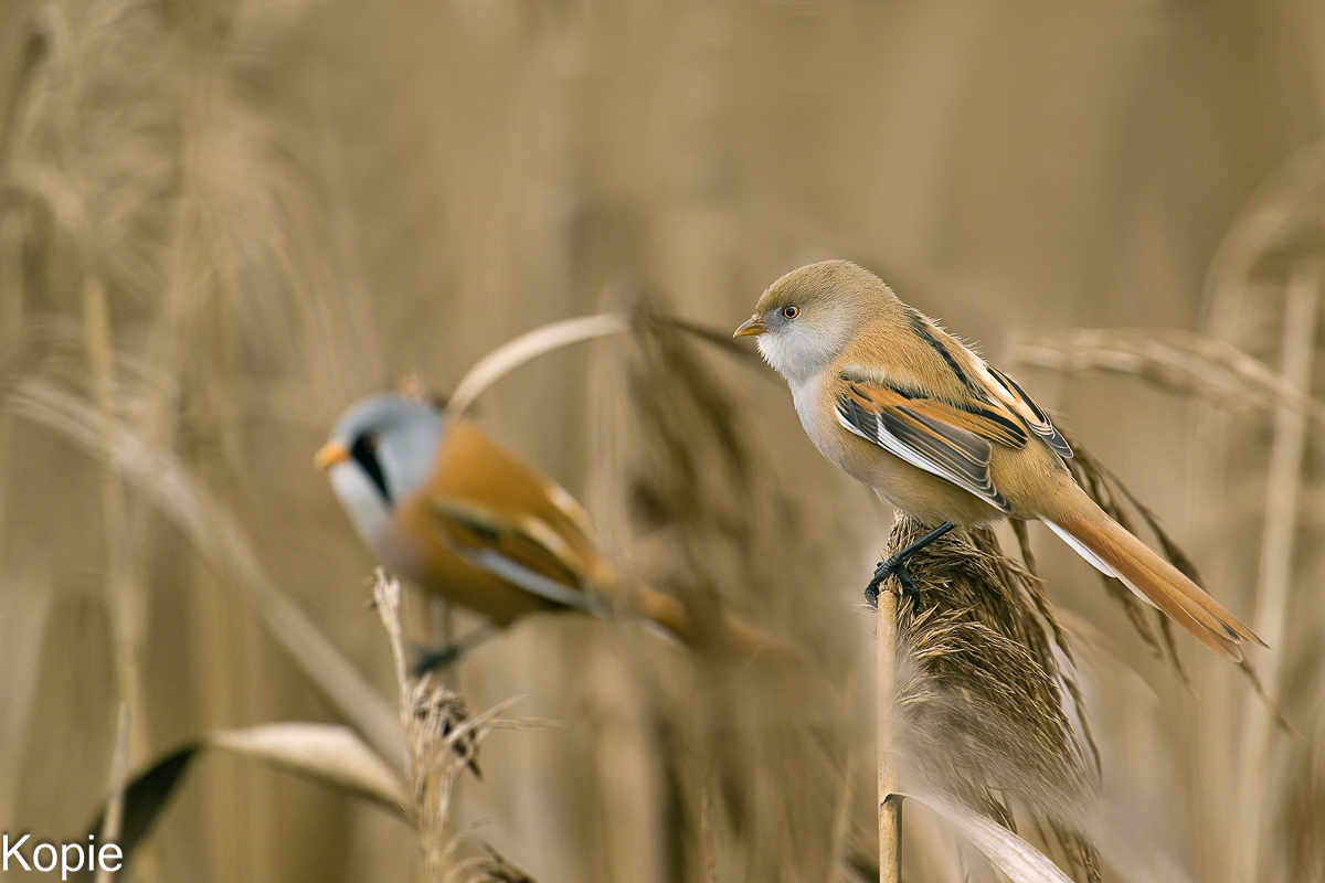 Bartmeisen Matthias  (1 von 1).jpg