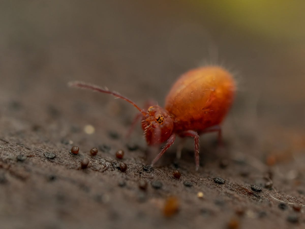 Kugelspringer-rot-mit-gelben-Punktaugen-3.jpg