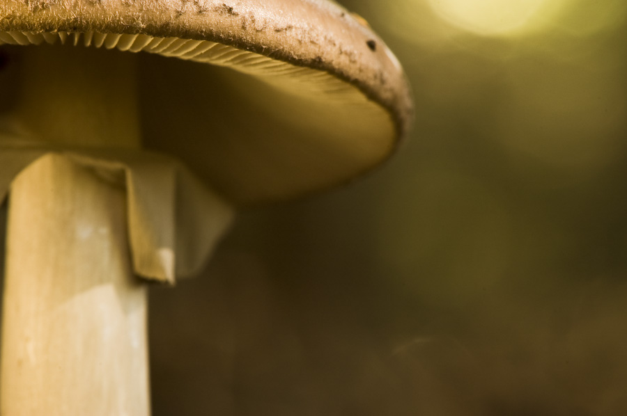 WaldUndWiese_2008-09-14 (3 von 20).jpg