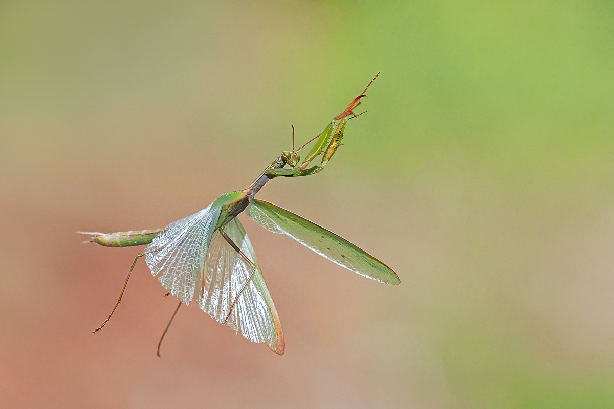 Mantis-religiosa-01631237---Kopie.jpg