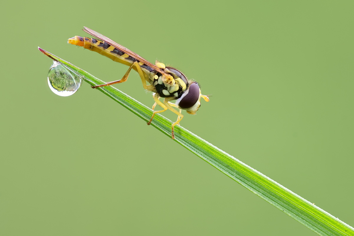 Schwebfliege 05.jpg
