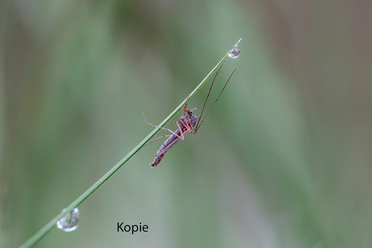 IMG_2928_stack.jpg Kopie.jpg