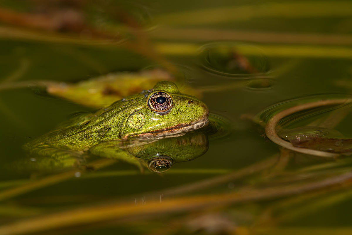 Frosch 11a 2023.jpg
