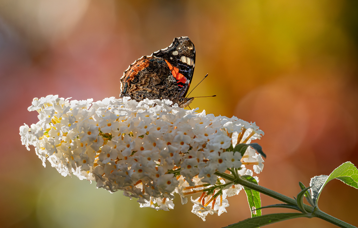 _DSC1459-Verbessert-RR-2 Kopie.jpg