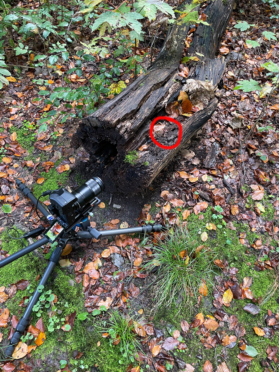 Pilz-Entstehung-1.jpg
