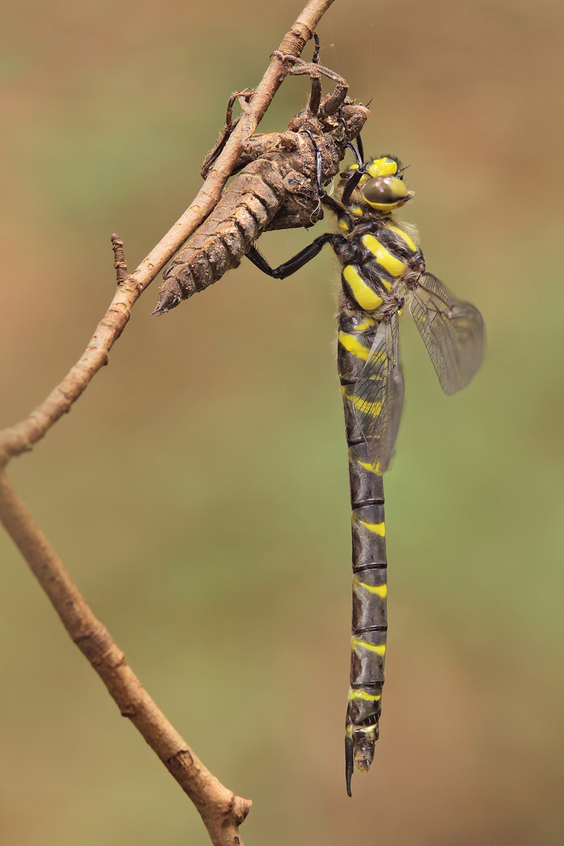 Cordulegaster bidentata_f_Schlupf_IMG_3579_1200.jpg