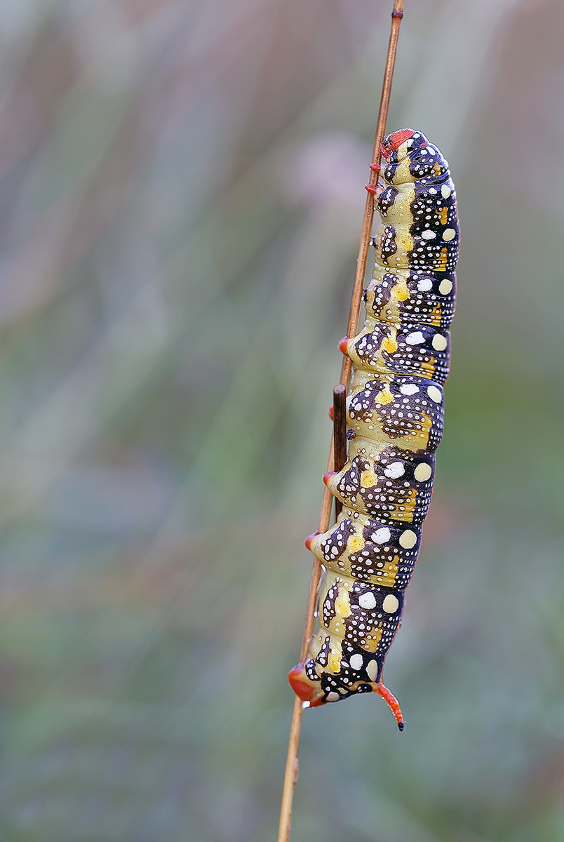 DSC_1399-NEF_DxO_DeepPRIME Kopie 2.jpg