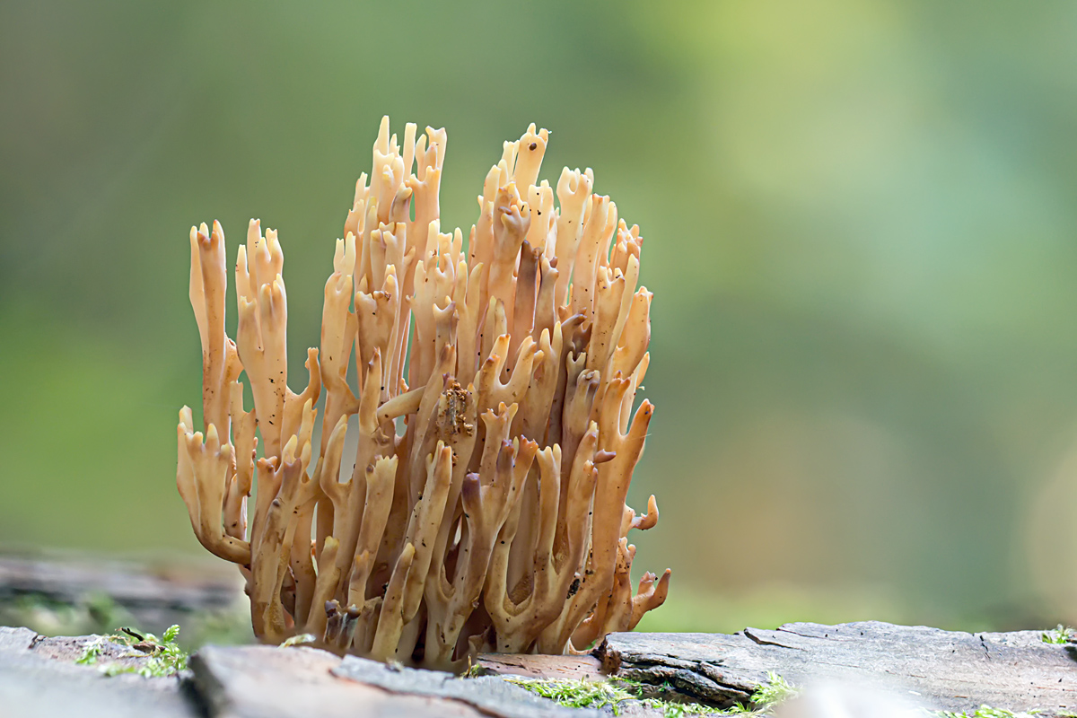 Korallenpilz1_1.jpg