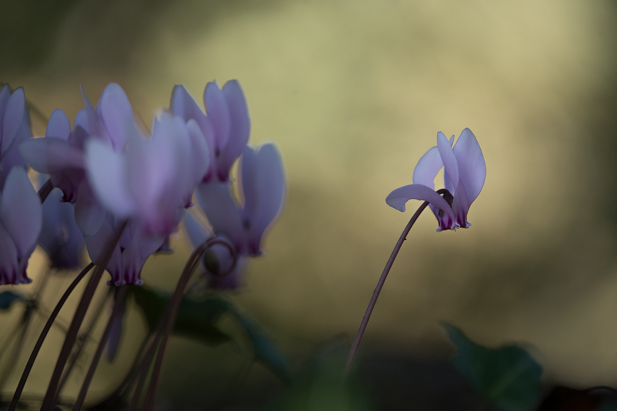 20231010-114759-021-(HL)-Rom-Efeublättriges-Alpenveilchen-Cyclamen-hederifolium.jpg