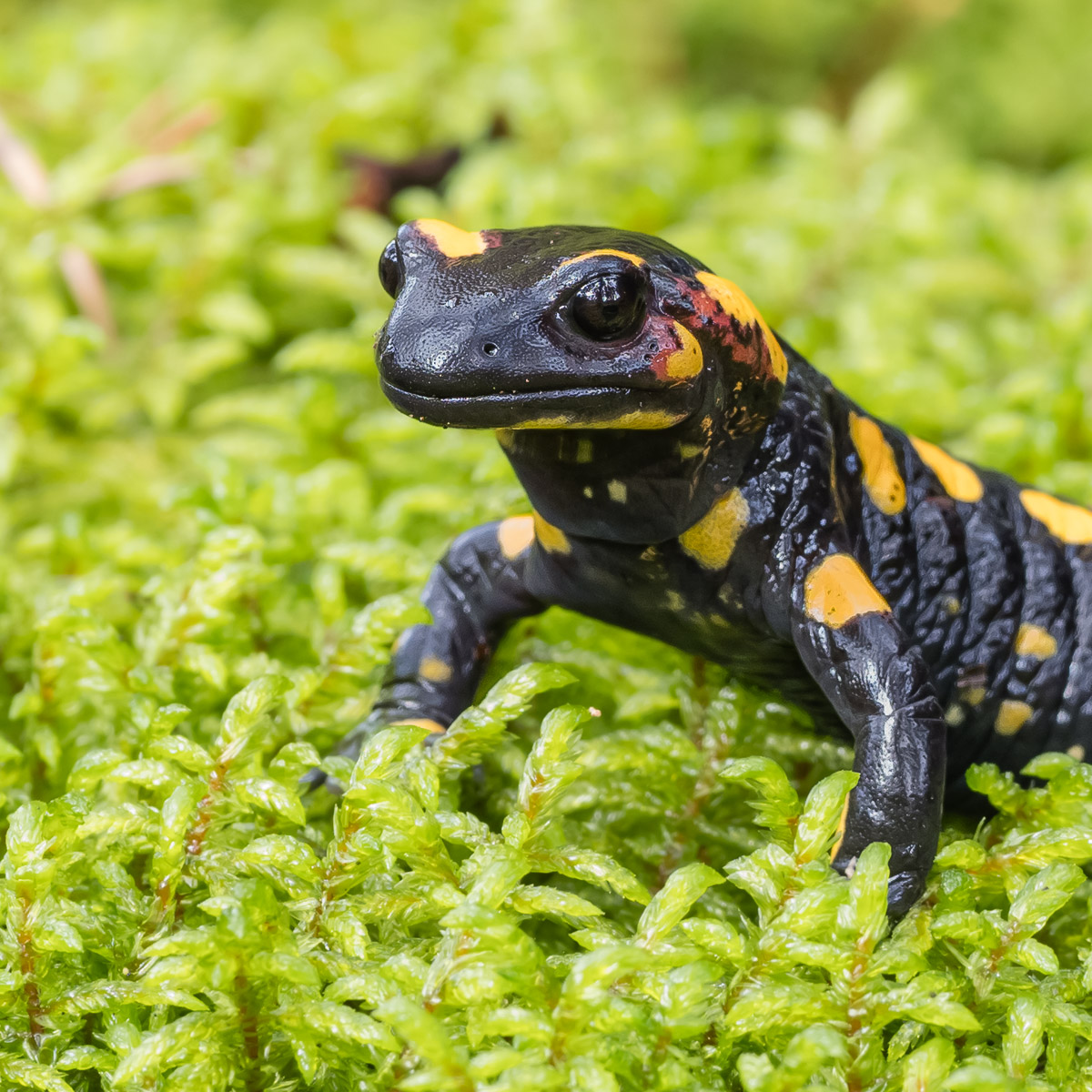 Feuersalamander_Ausschnitt-1.jpg