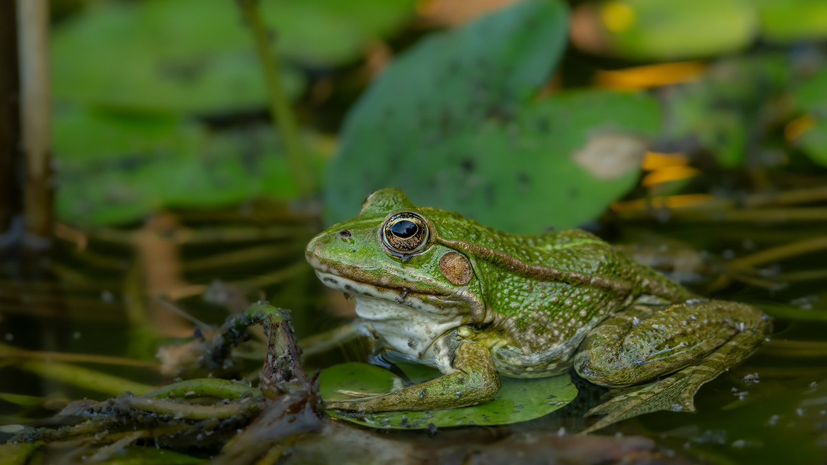 Frosch 13a 2023.jpg