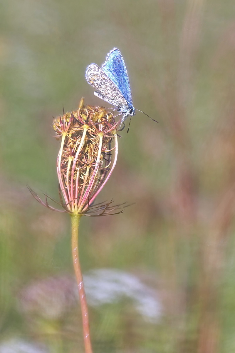 DSC04499 Blue Diamond... kl - be.jpg
