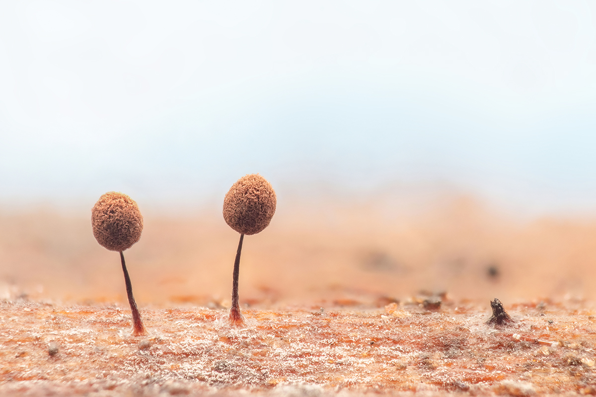 75 Bilder Pilze (B,R8,S4).jpg