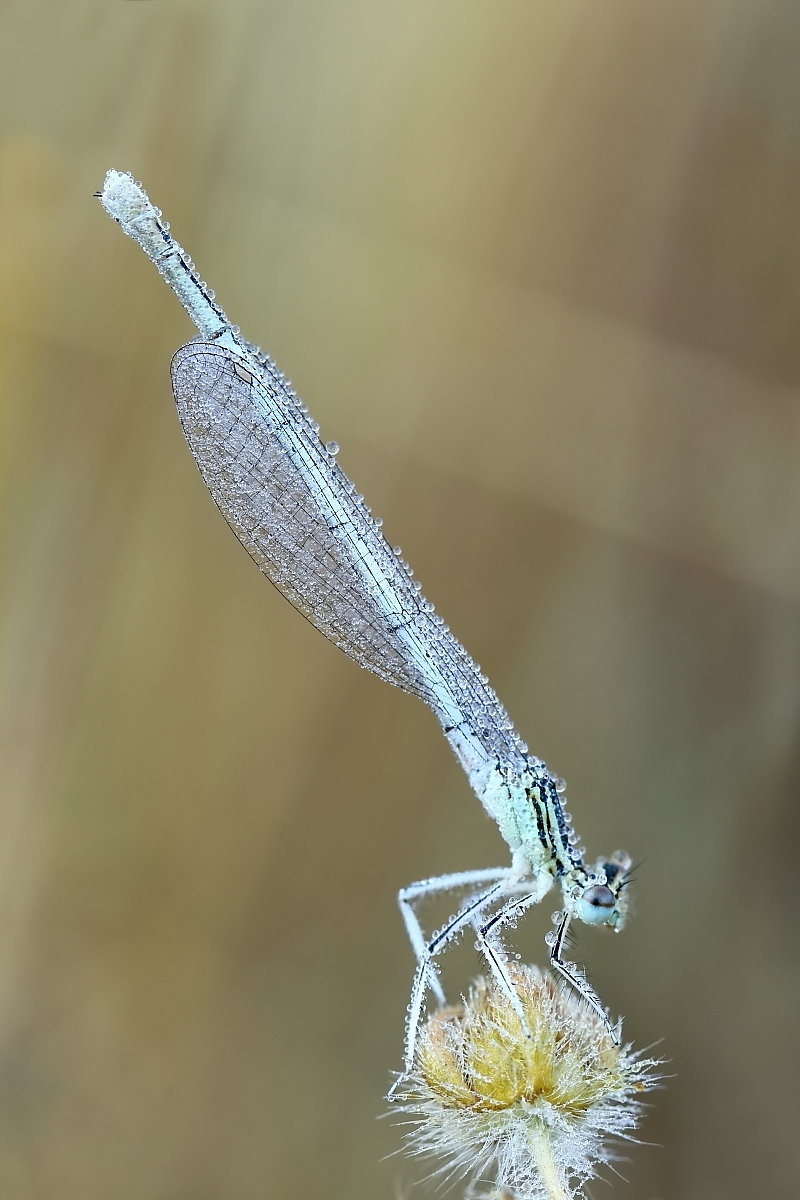 IMG_6380_rsst2.JPG