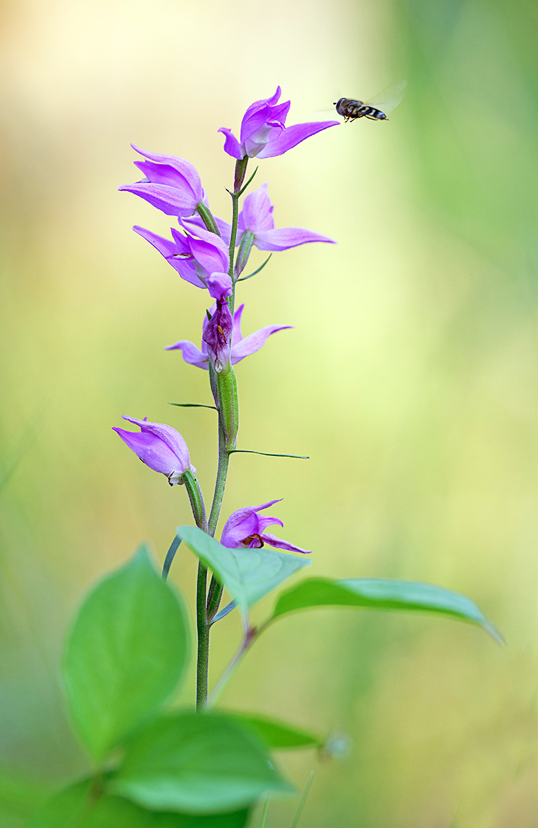 DSC_0003-NEF_DxO_DeepPRIME Kopie.jpg