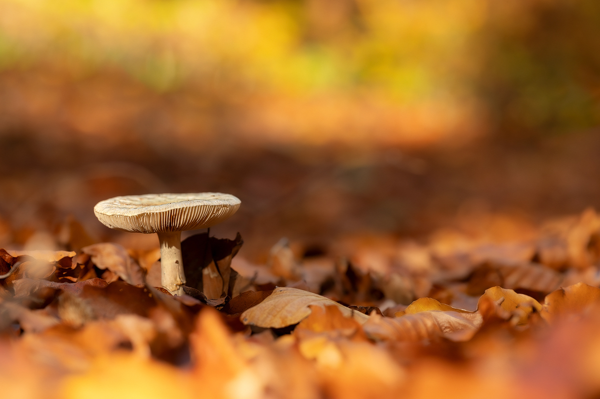 Pilz 16a 2023.jpg